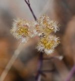 Torilis trichosperma