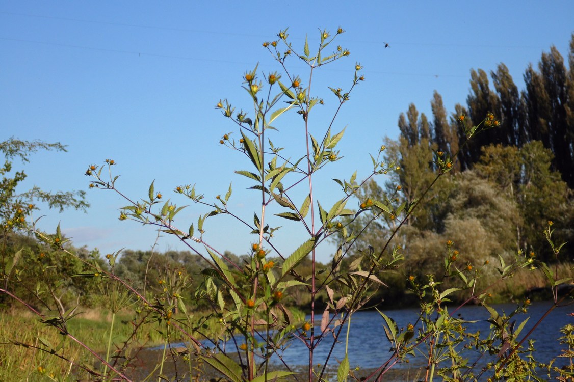 Image of Bidens frondosa specimen.