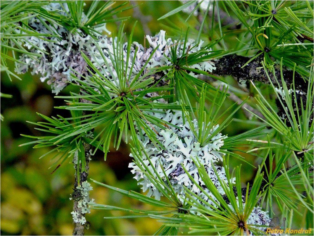 Image of Larix kaempferi specimen.