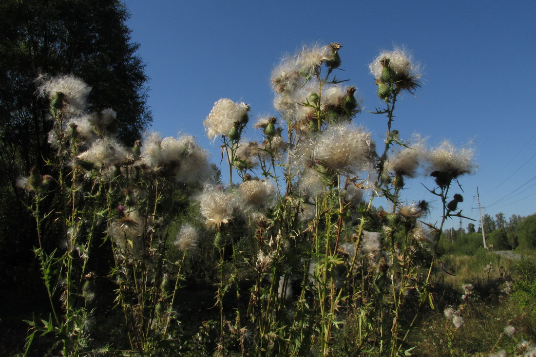 Image of Cirsium vulgare specimen.