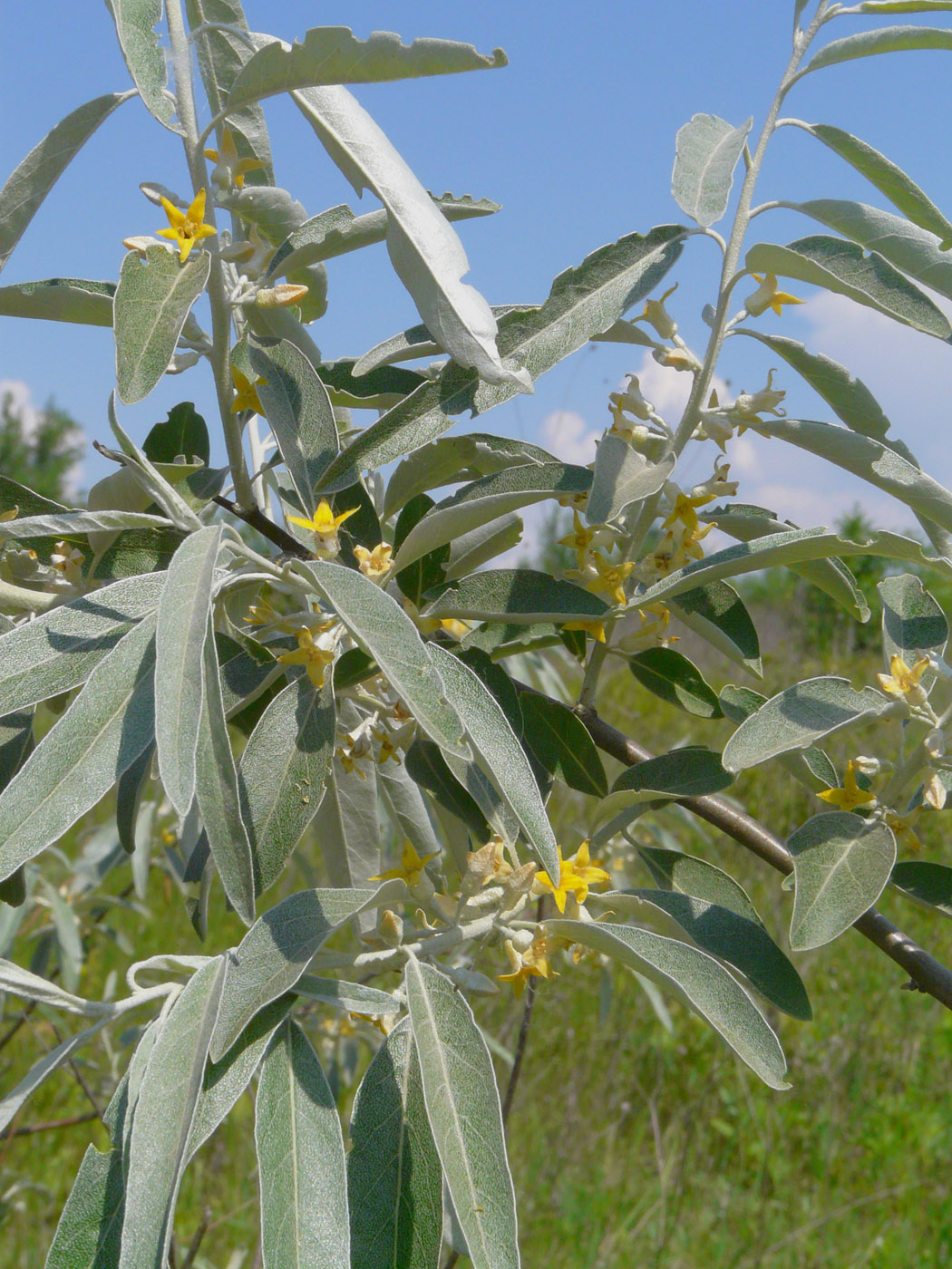 Image of Elaeagnus angustifolia specimen.