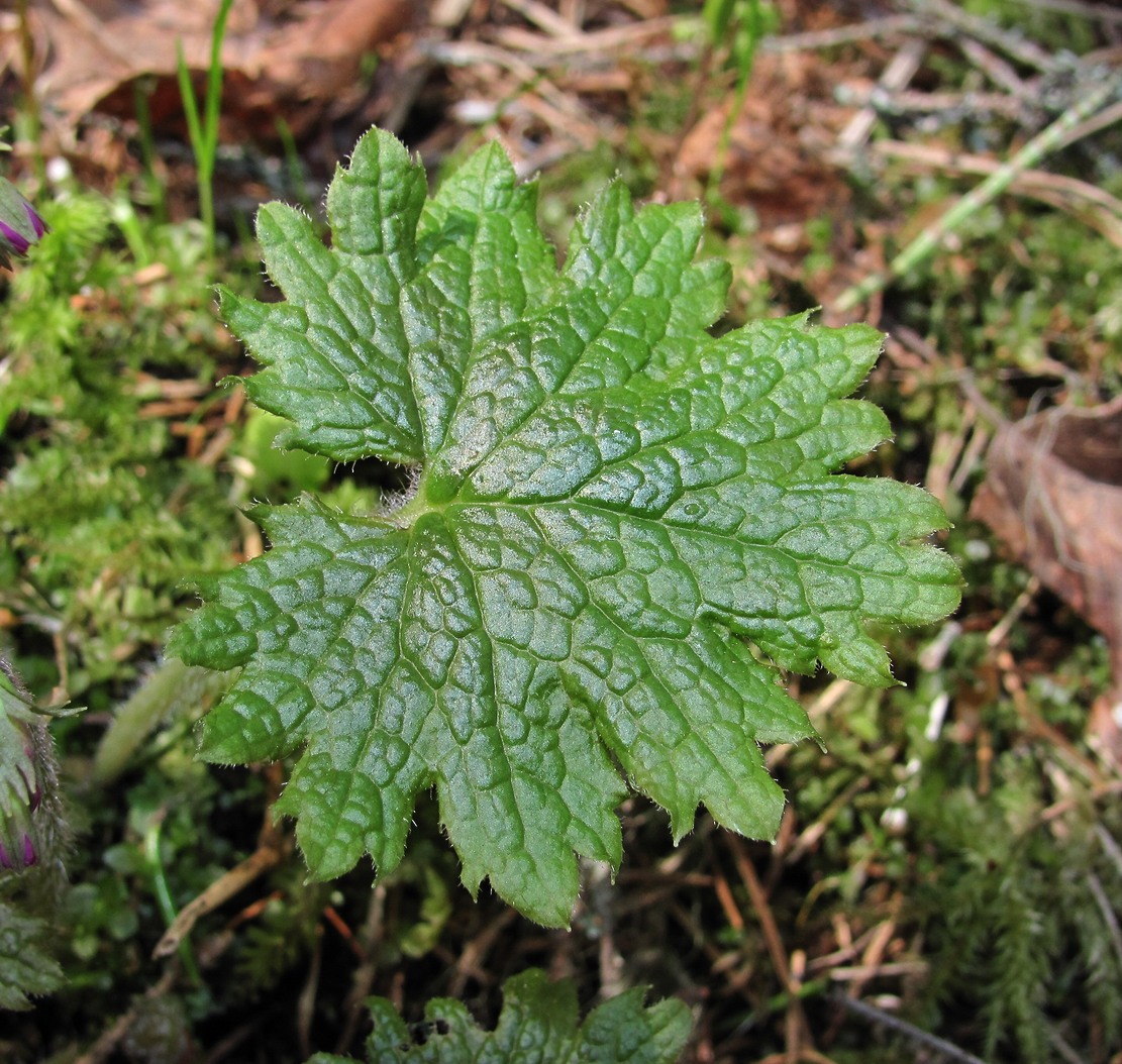 Image of Cortusa matthioli specimen.