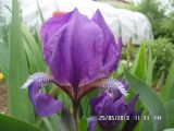 Iris aphylla. Цветок. Тверская обл., г. Весьегонск, в культуре. 25 мая 2013 г.