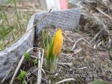 Crocus flavus