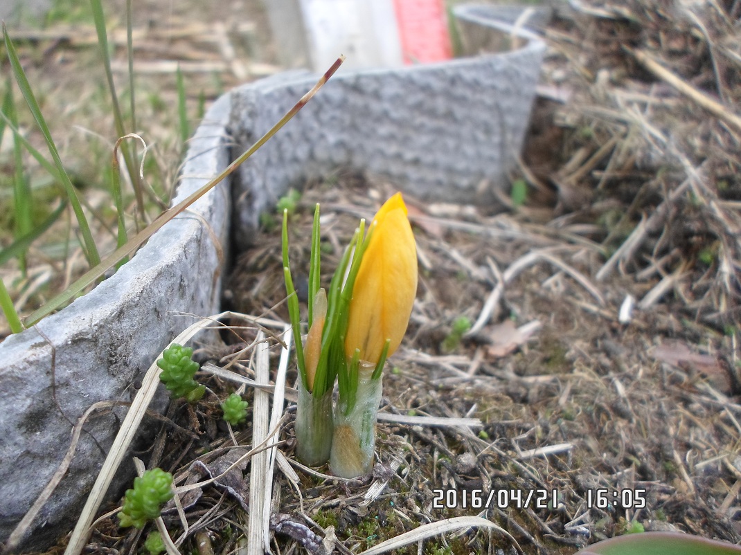 Изображение особи Crocus flavus.