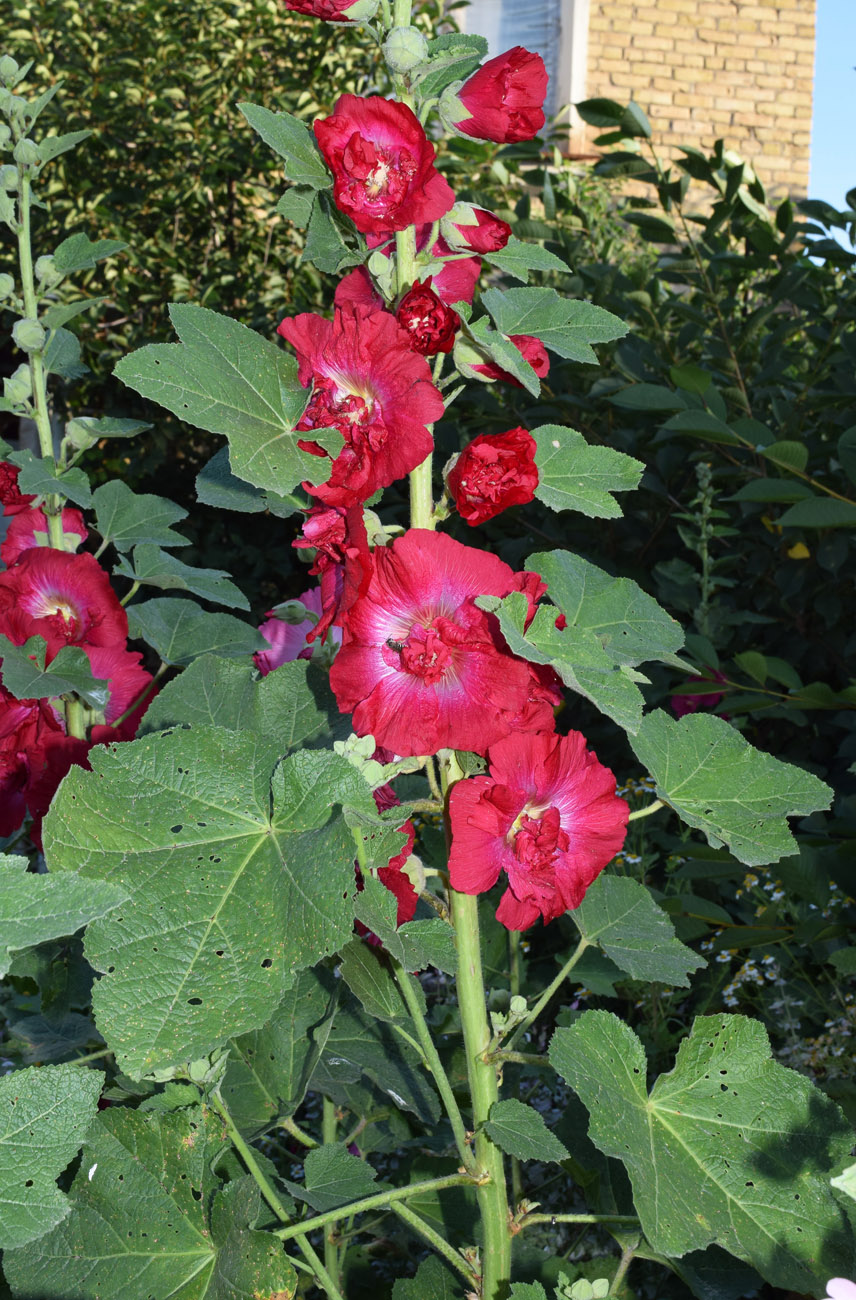 Image of Alcea rosea specimen.