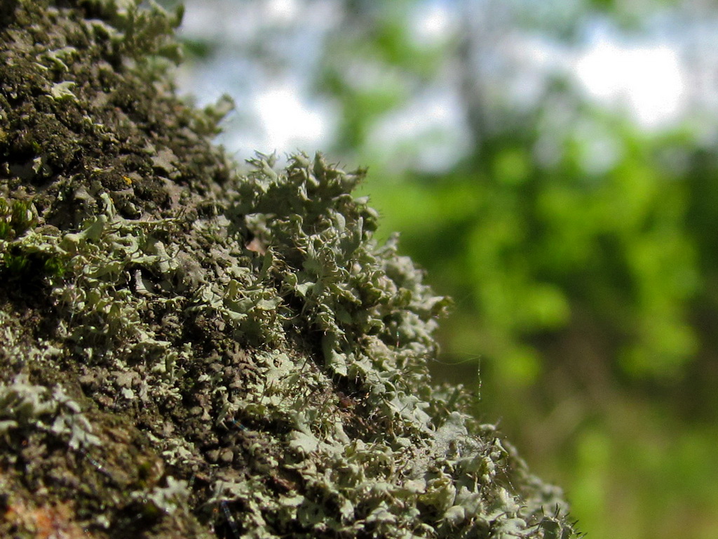 Изображение особи Physcia tenella.