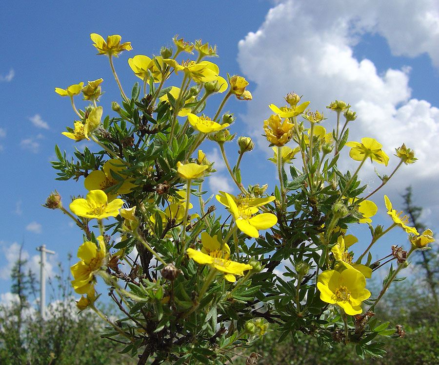 Image of Dasiphora fruticosa specimen.