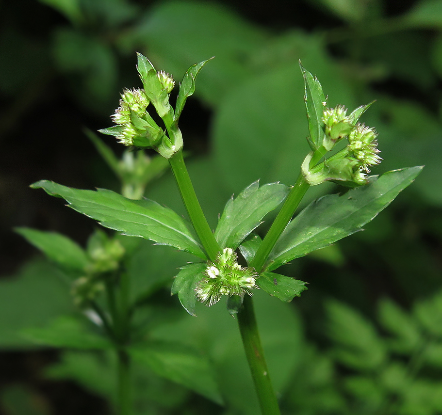 Изображение особи Sanicula chinensis.