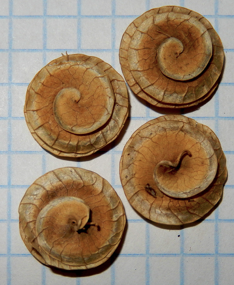 Image of Medicago orbicularis specimen.