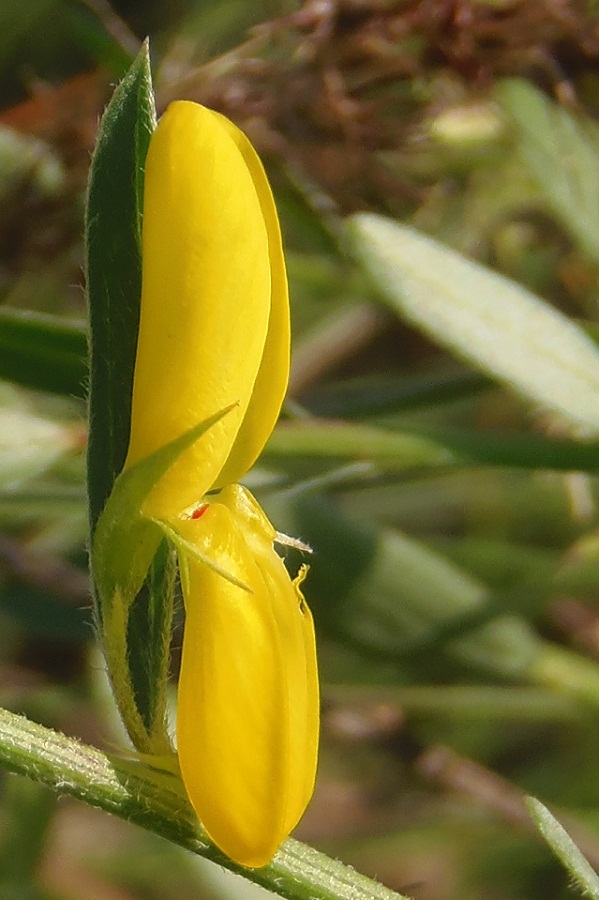 Image of Genista tinctoria specimen.