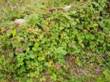 Rubus arcticus. Плодоносящие растения. Магаданская обл., г. Магадан, окр. мкр-на Автодром, заброшенное поле. 29.07.2016.