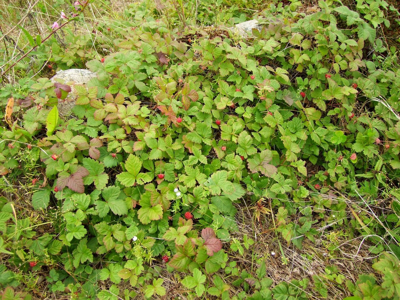 Изображение особи Rubus arcticus.