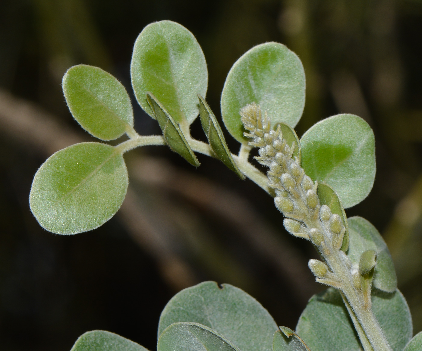 Изображение особи Sophora tomentosa.