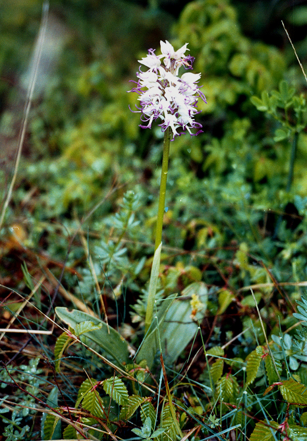 Изображение особи Orchis simia.