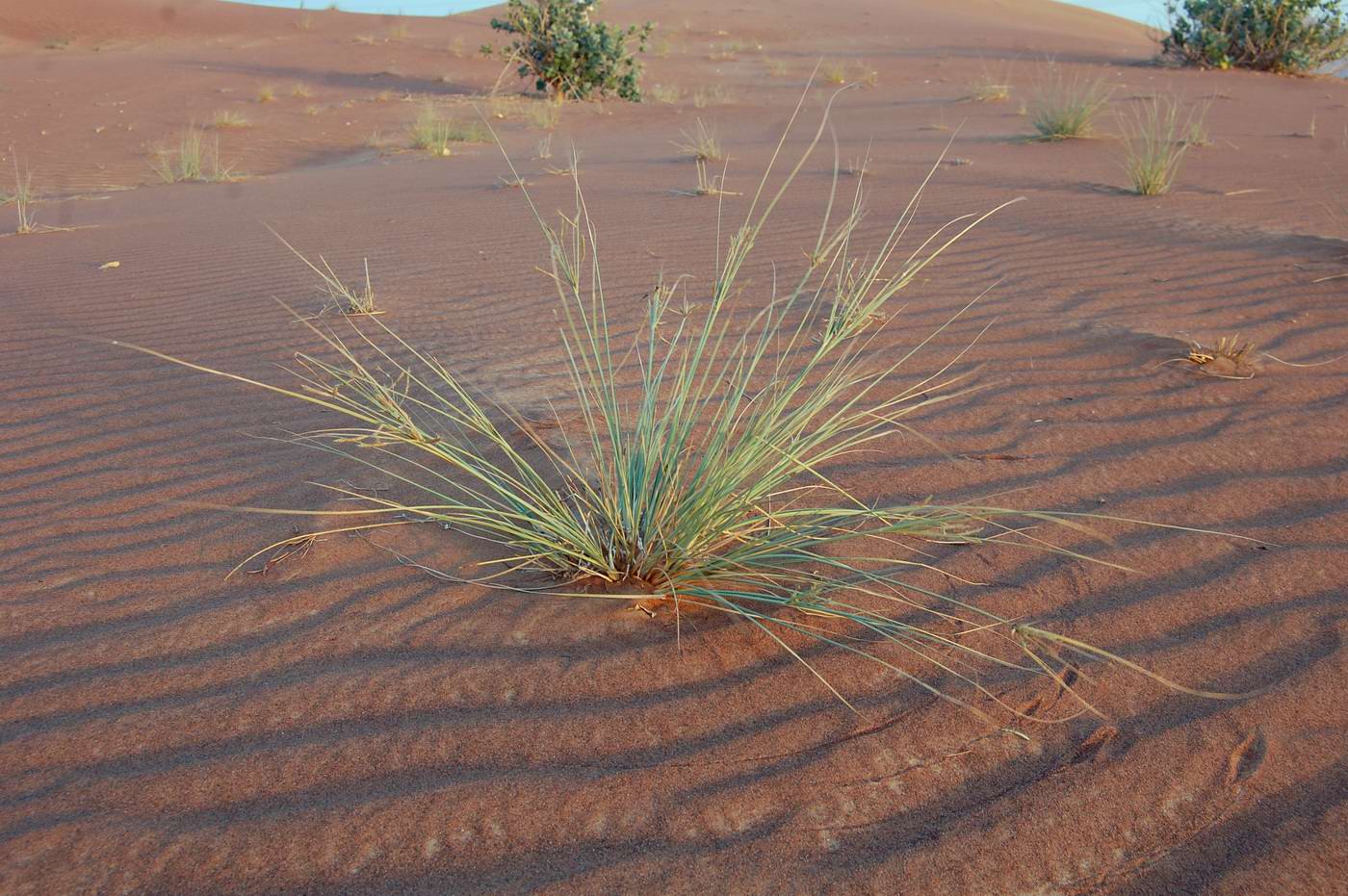 Изображение особи Cyperus conglomeratus.