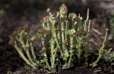 genus Cladonia