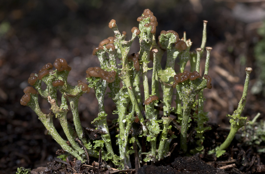 Изображение особи род Cladonia.