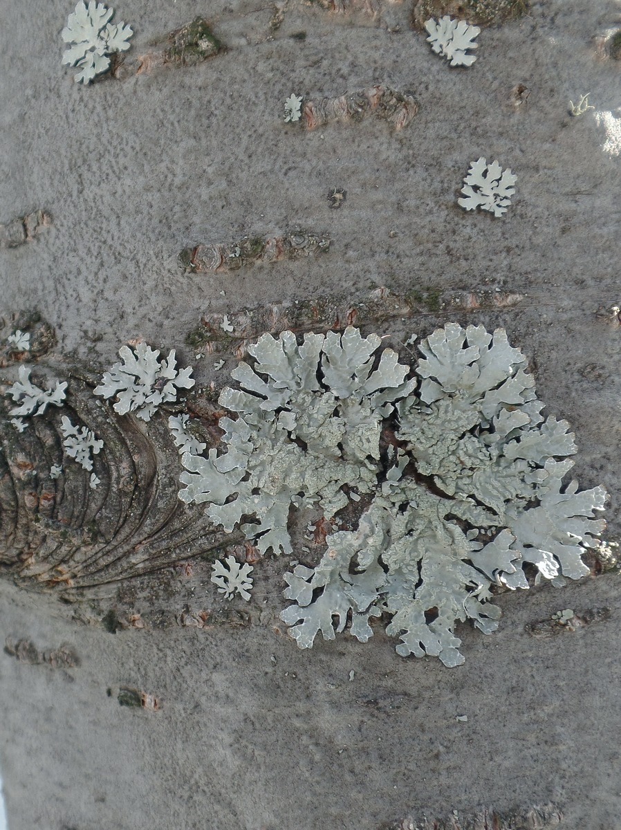 Image of Parmelia sulcata specimen.