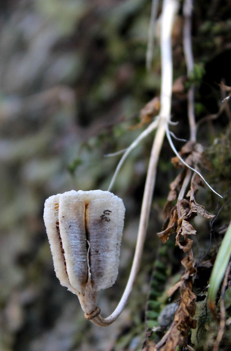 Image of Fritillaria orientalis specimen.