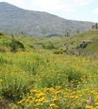 Tanacetum vulgare