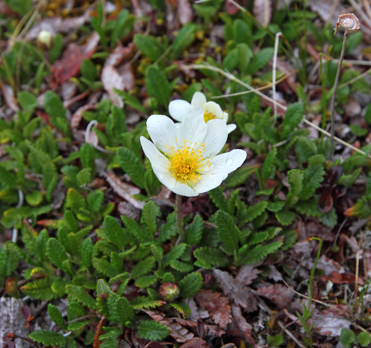 Изображение особи Dryas oxyodonta.