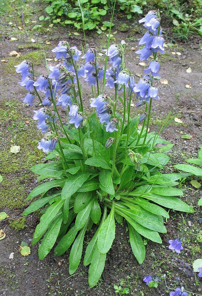 Image of Campanula barbata specimen.