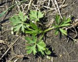 Ranunculus polyanthemos