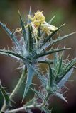 Carthamus lanatus