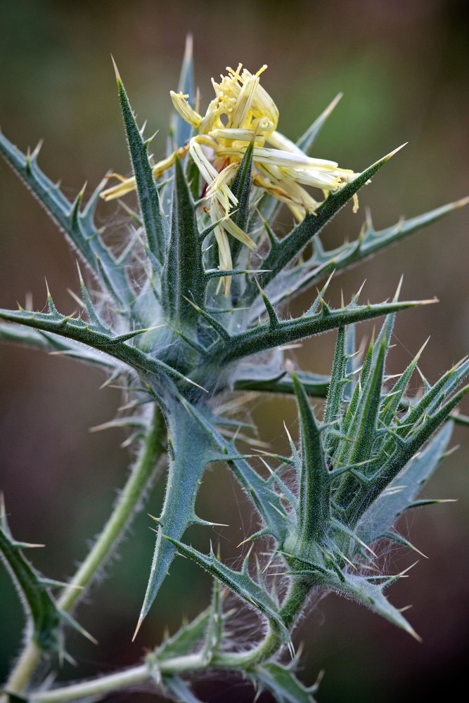 Изображение особи Carthamus lanatus.