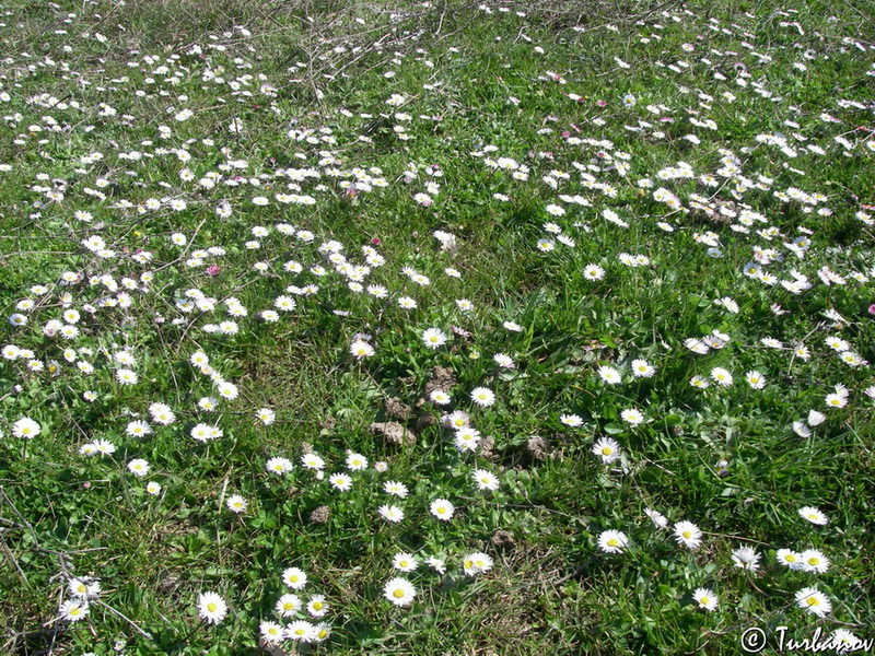 Изображение особи Bellis perennis.