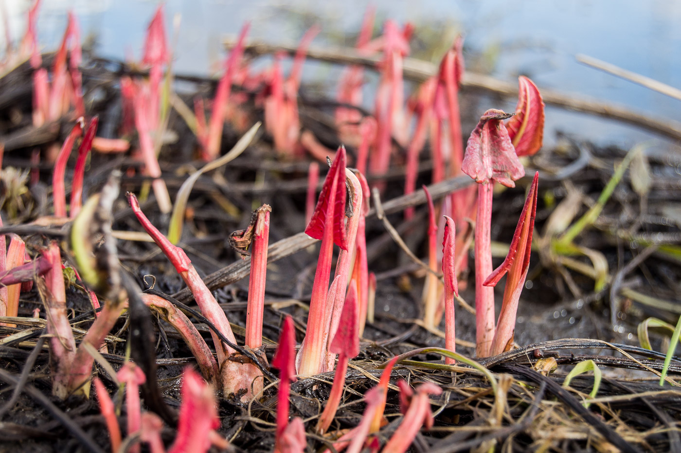 Image of genus Rumex specimen.