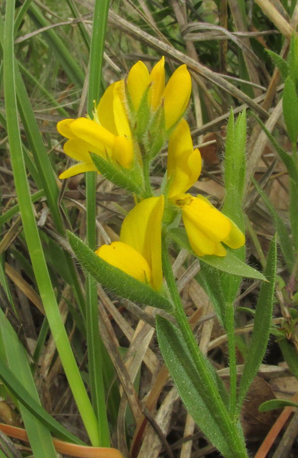 Изображение особи Genista humifusa.