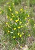 Jasminum fruticans