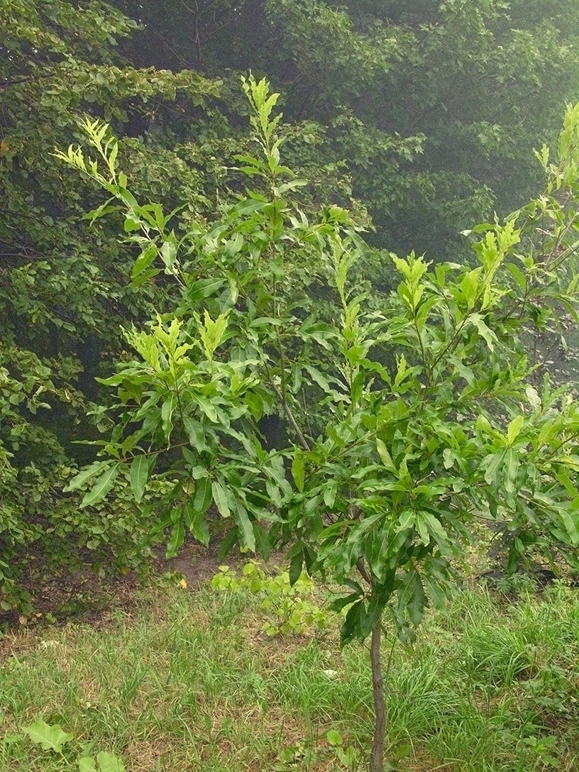 Изображение особи Quercus imbricaria.