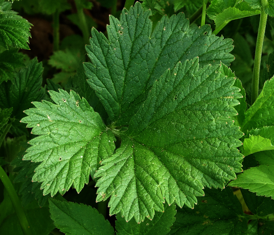 Image of Geum quellyon specimen.