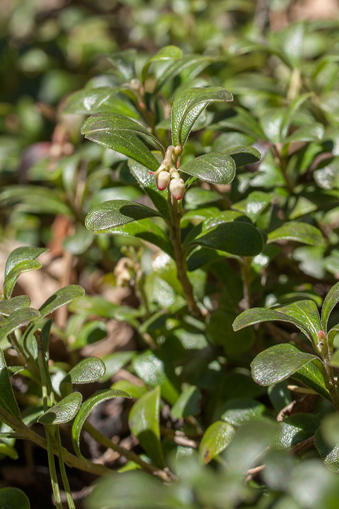 Изображение особи Arctostaphylos uva-ursi.