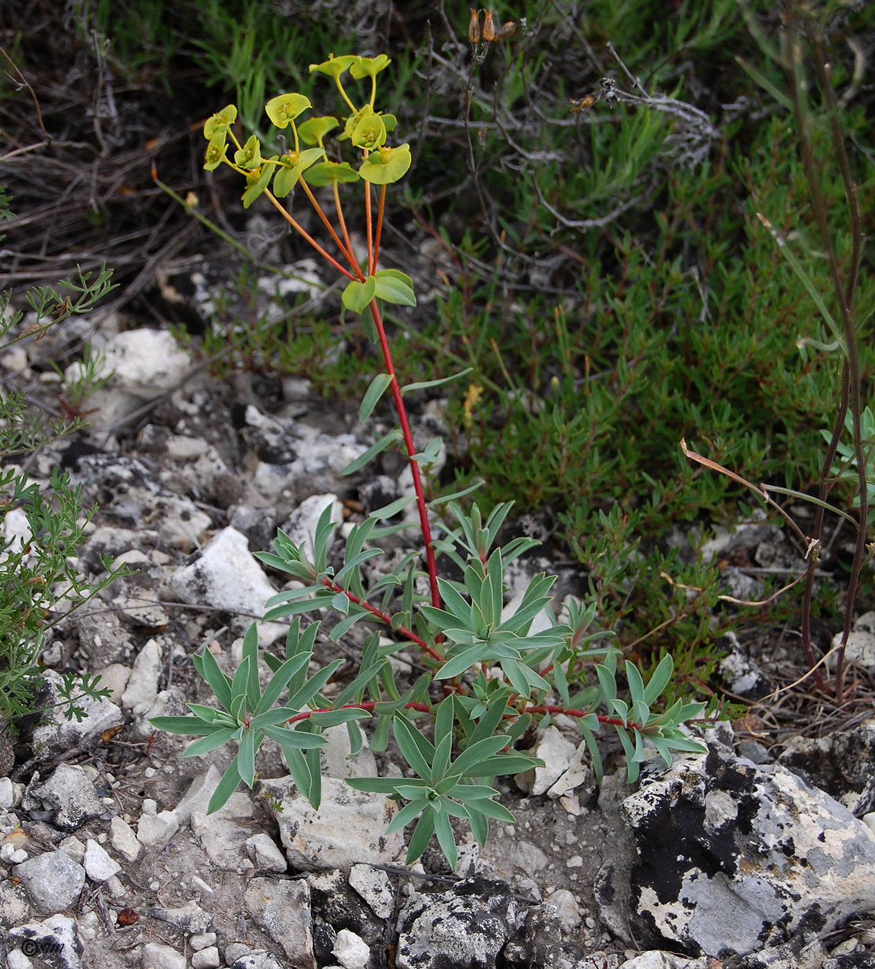 Image of Euphorbia petrophila specimen.