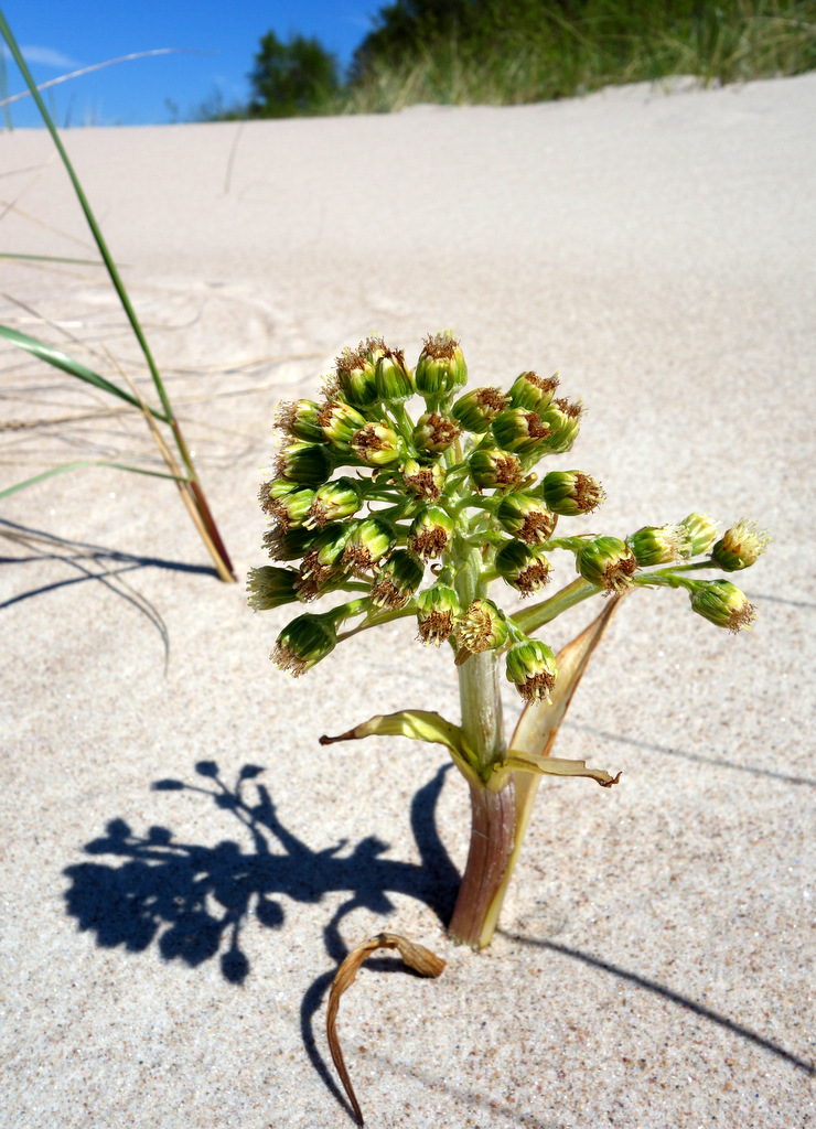 Изображение особи Petasites spurius.