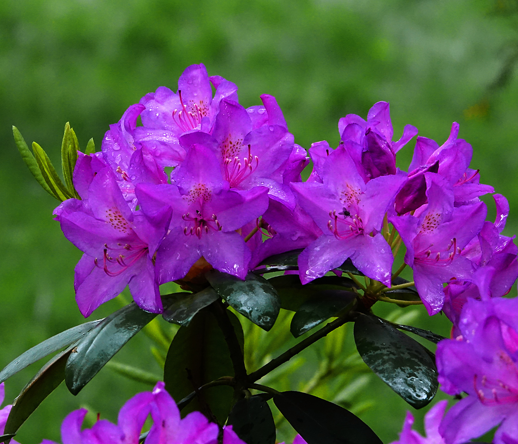 Image of genus Rhododendron specimen.