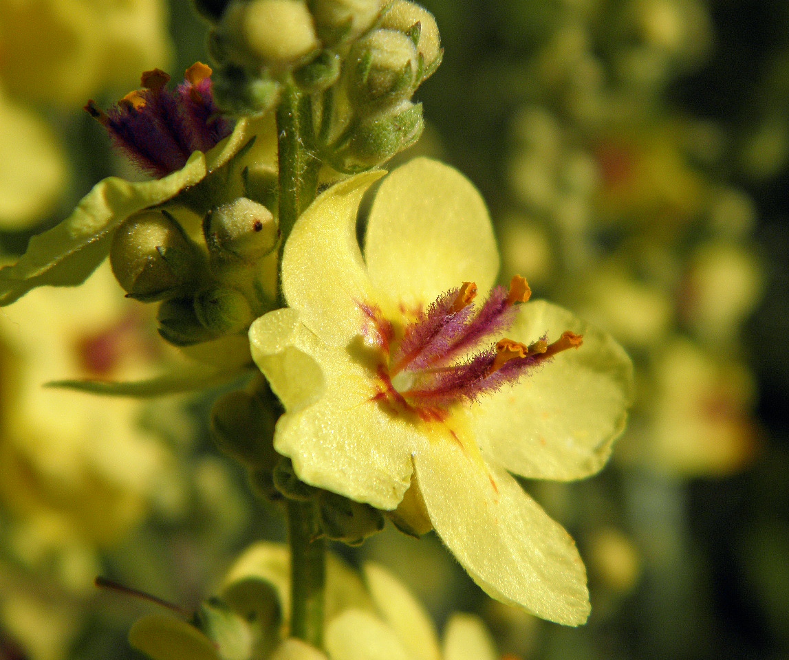 Image of Verbascum marschallianum specimen.