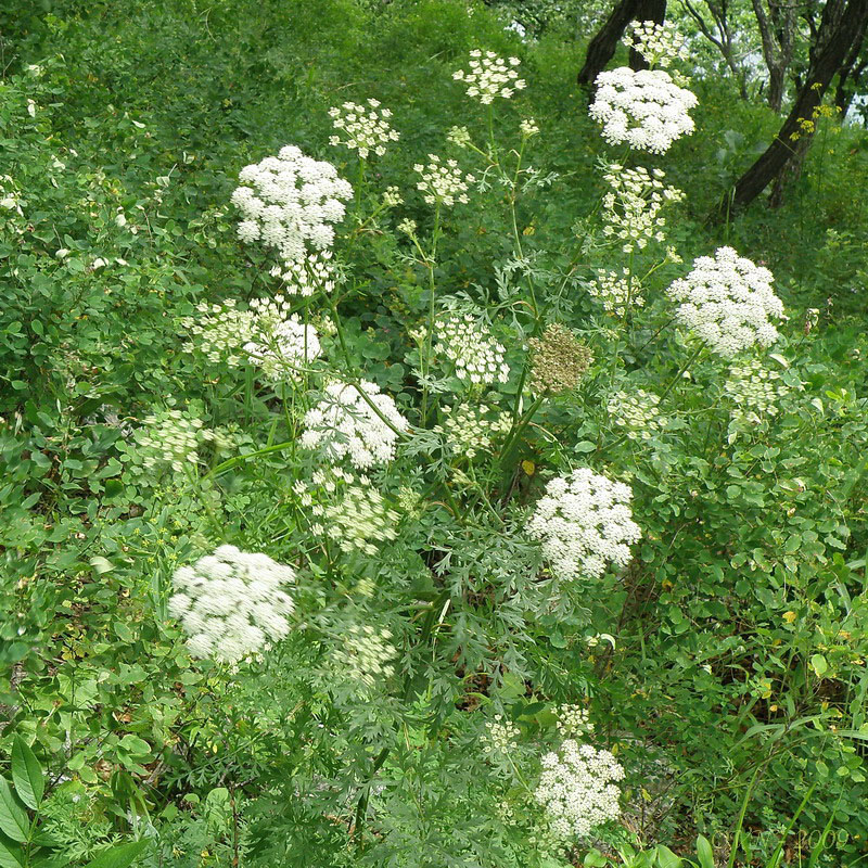 Image of Seseli seseloides specimen.