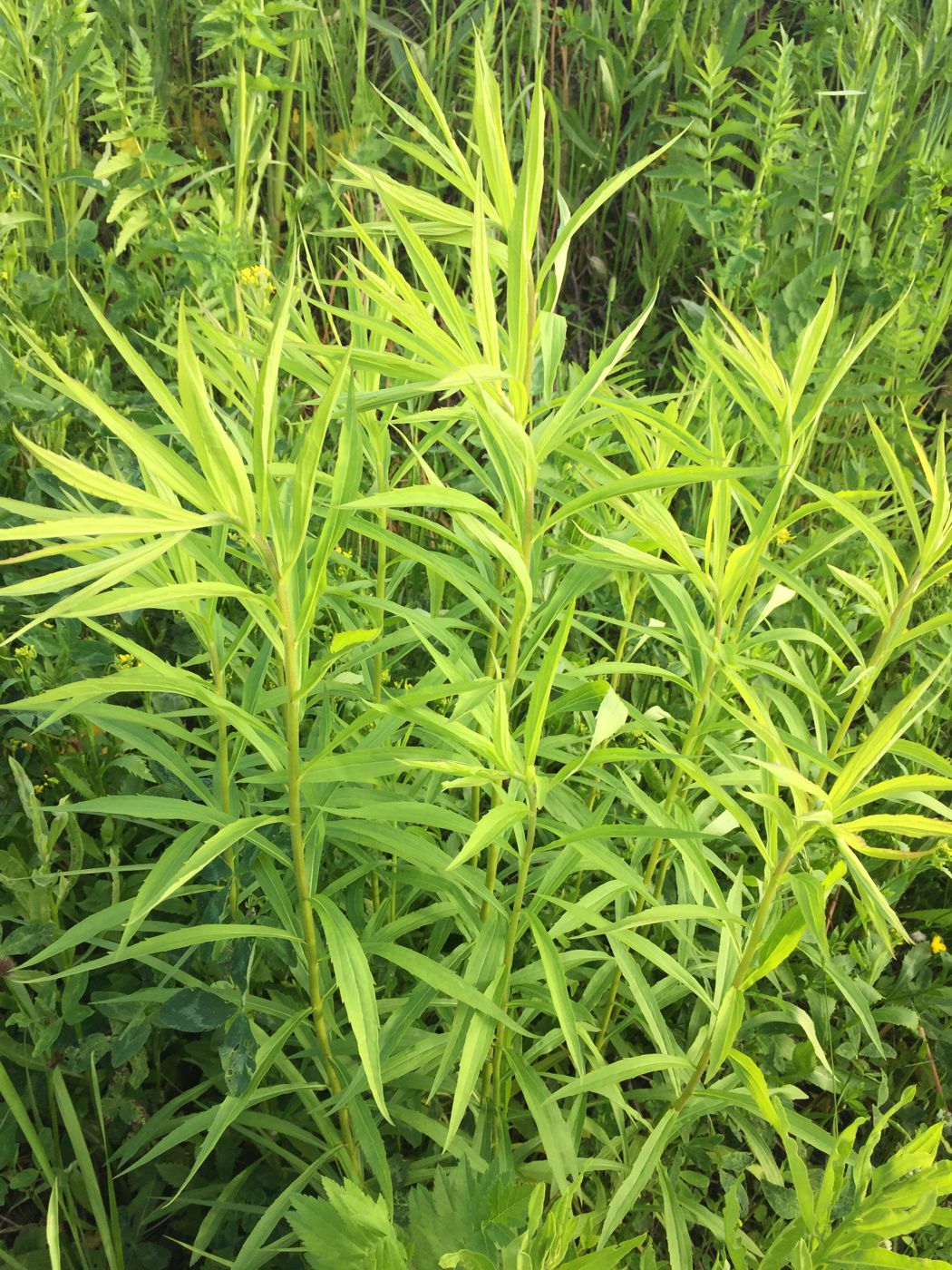 Изображение особи Solidago gigantea.