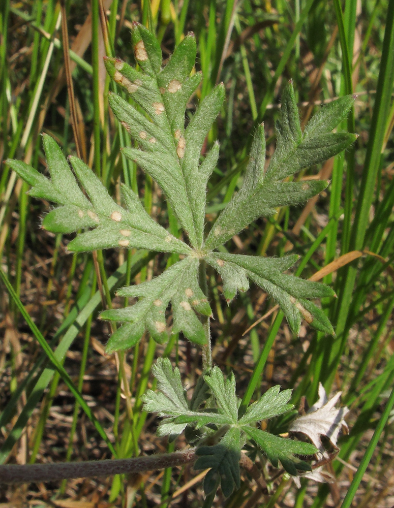 Image of Potentilla impolita specimen.