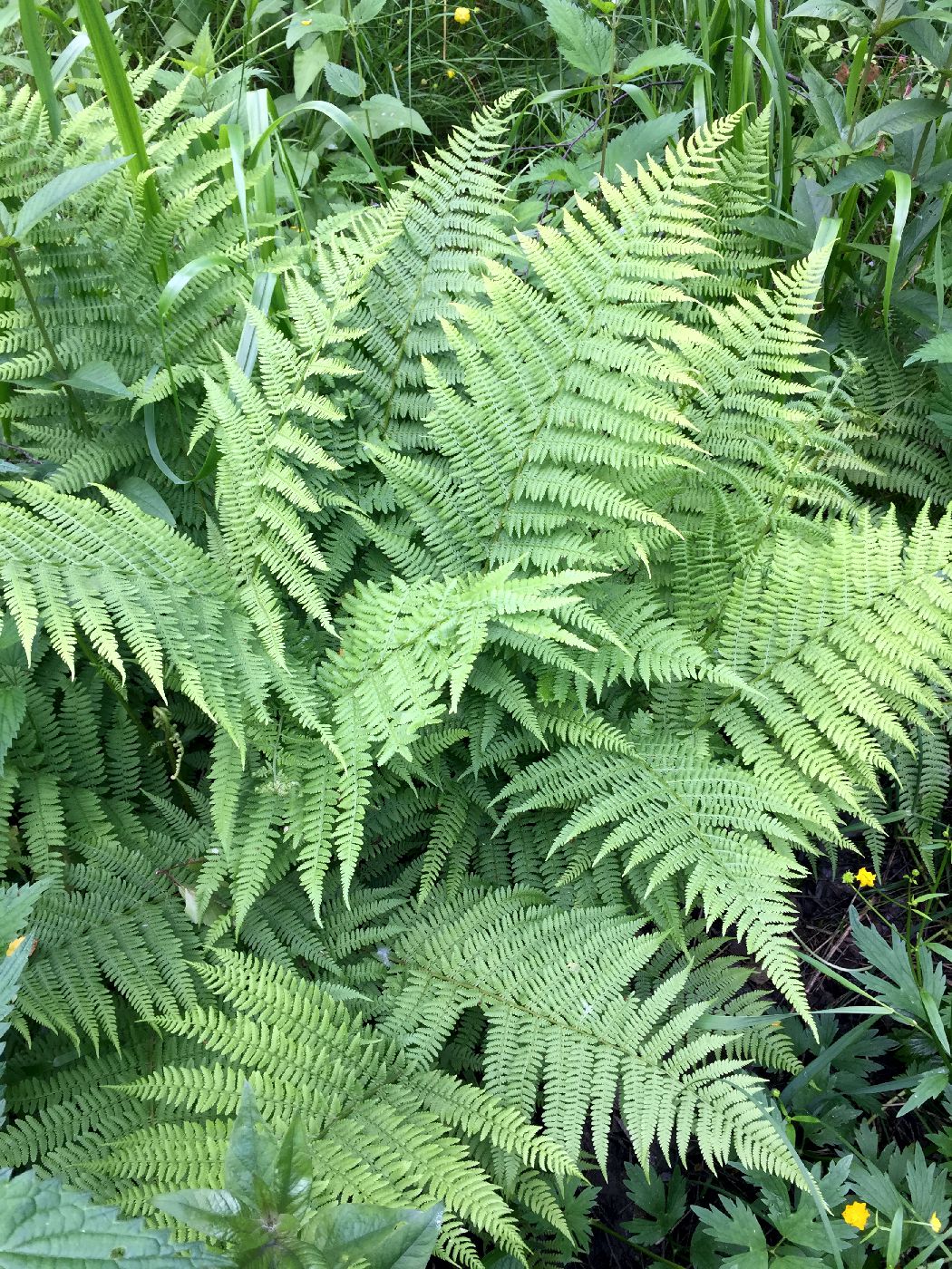Image of Athyrium filix-femina specimen.