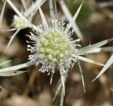 Eryngium campestre