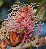 Hakea multilineata