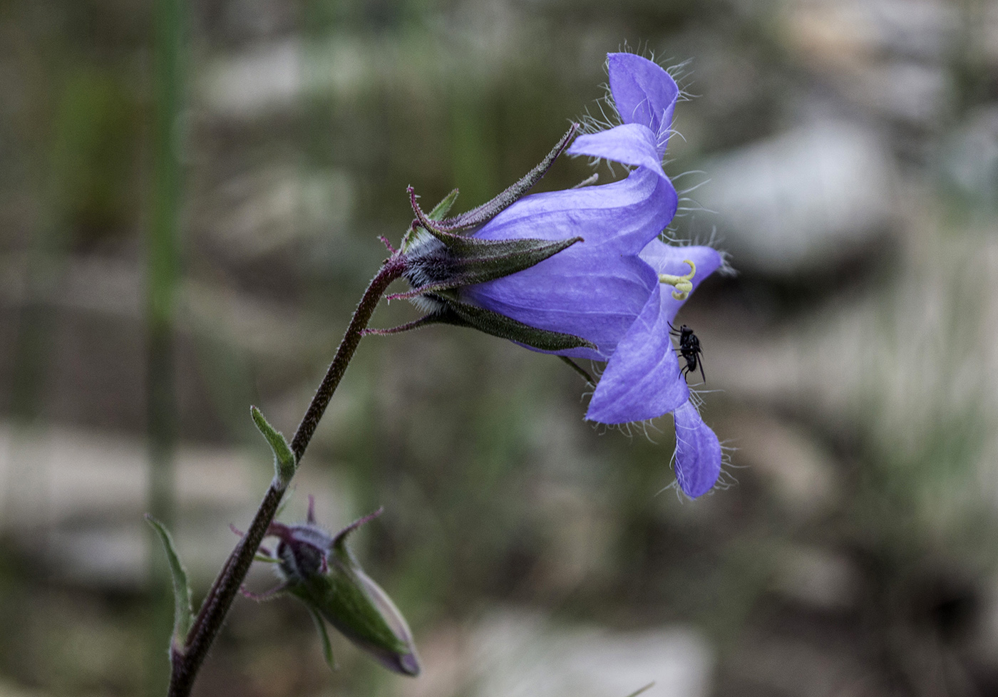 Изображение особи Campanula sarmatica.