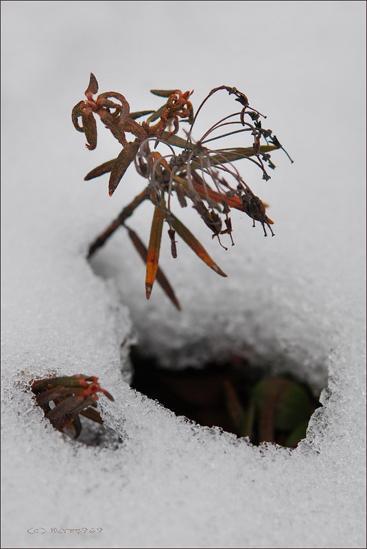 Image of Ledum palustre specimen.