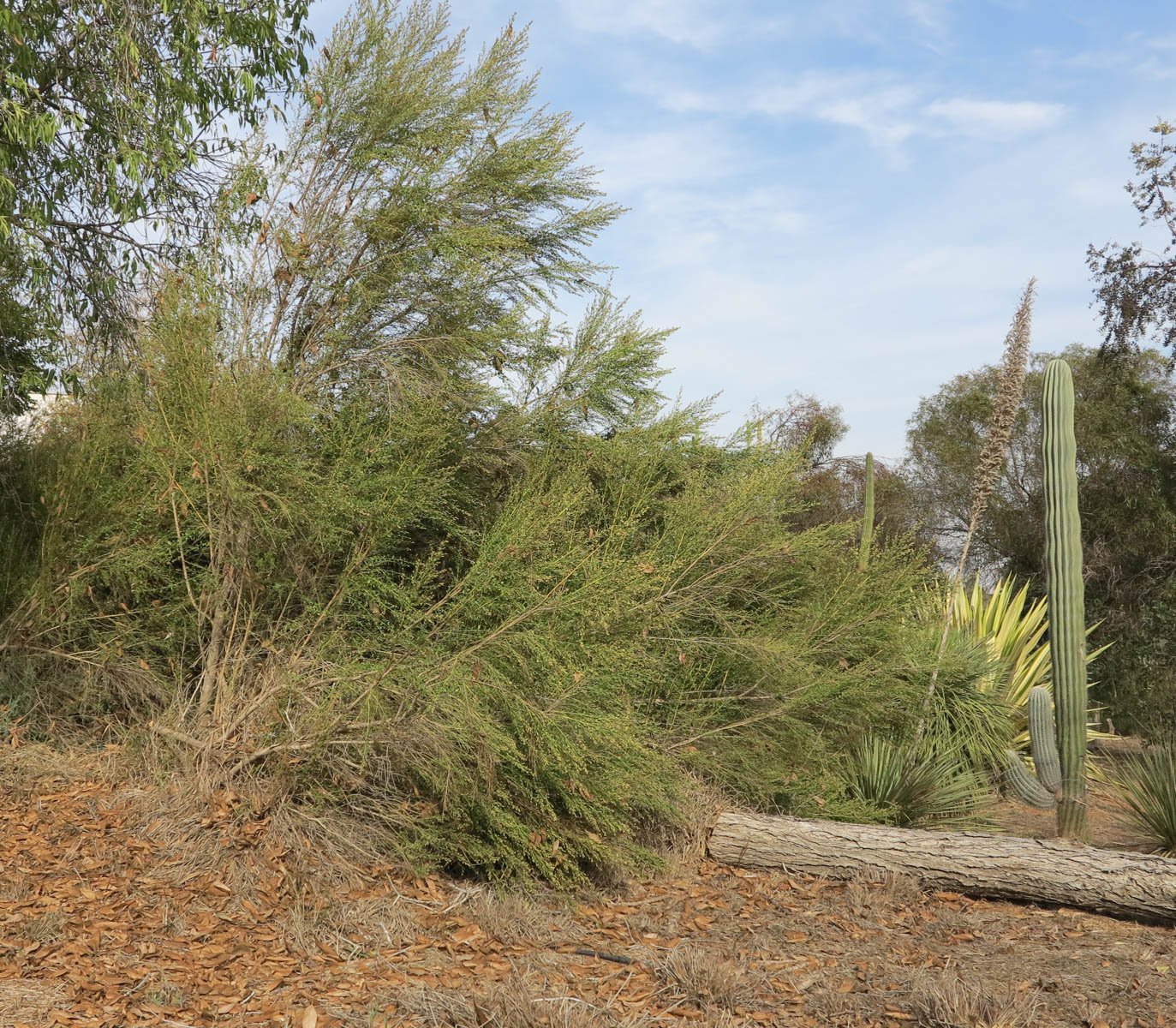 Image of Baccharis pilularis specimen.